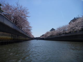 お花見桜とカヌー
