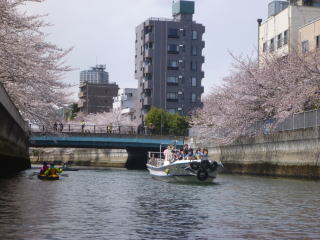 お花見桜とカヌー仙台堀川