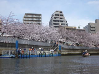 お花見　桜とカヌー